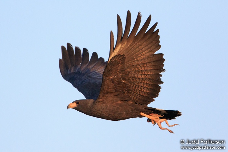 Common Black Hawk, Big Bend National Park, Texas, United States